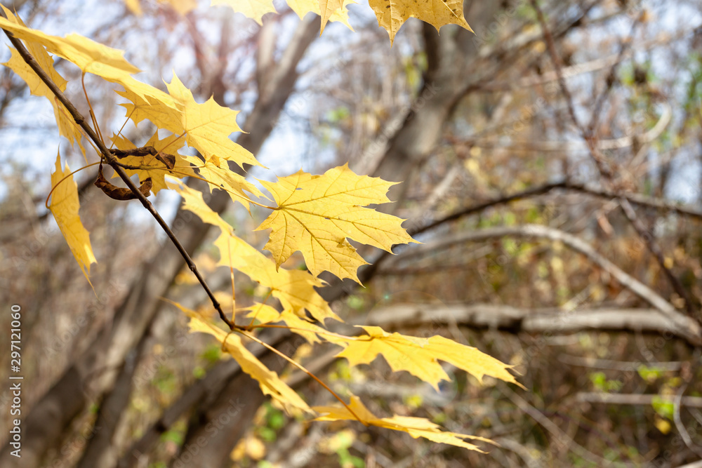 Yellowed leaves on a tree. Sunny weather, autumn. Yellowed leaves on a tree. Sunny weather, autumn.