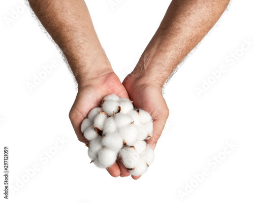Man's hand holding cotton bolls on white background