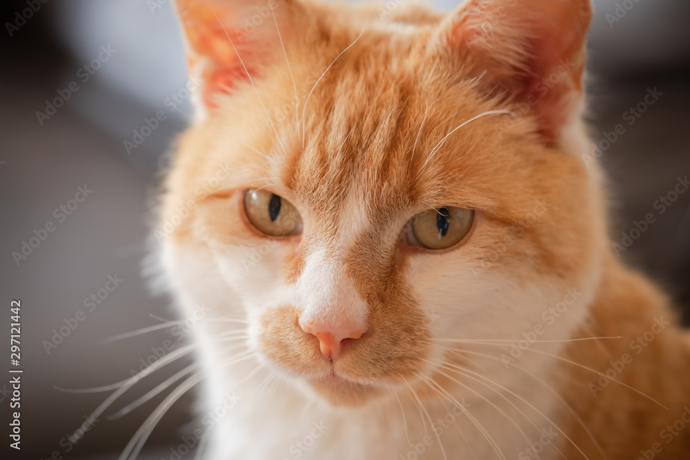 Shallow focus of the head of a ginger cat showing detail of his eyes, fur and whiskers seen in an indoor location.