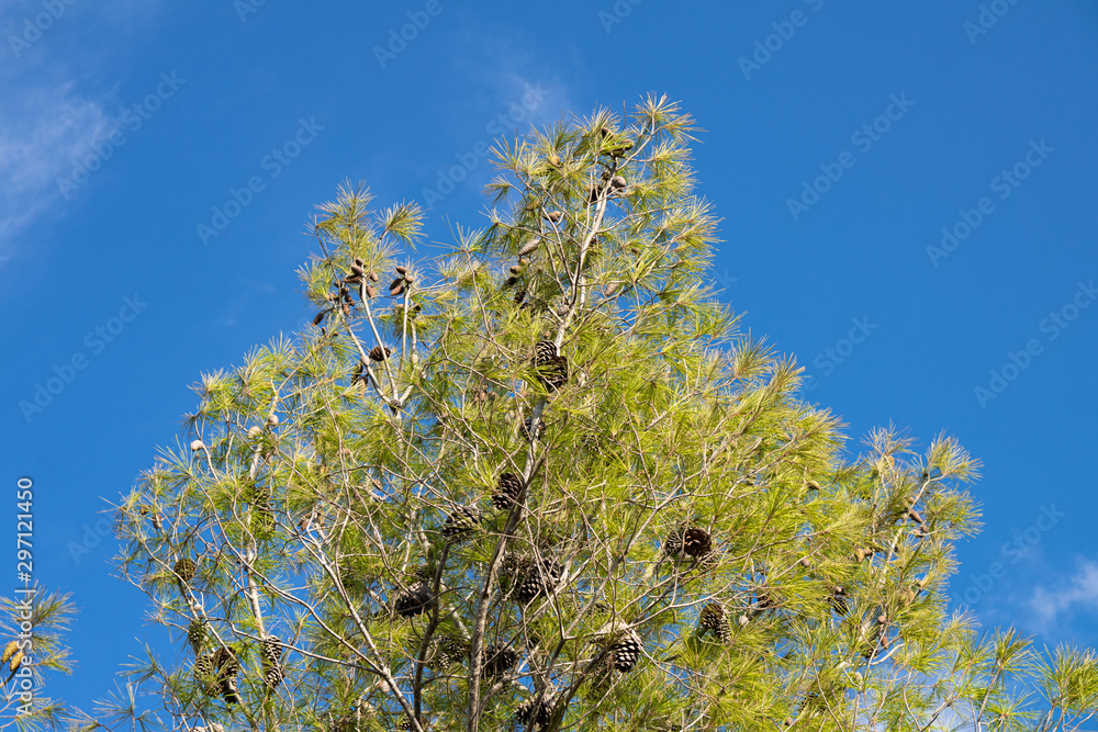 Hight tree, triangle shape, on a blue skye
