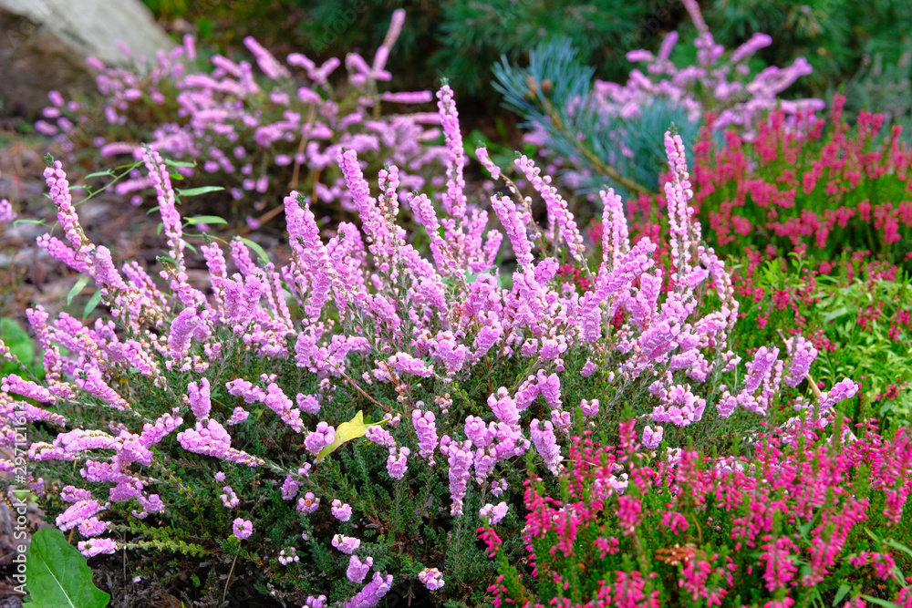 Obraz premium Purple pink common heather (Calluna vulgaris). Landscape plant heather. Nature floral background.