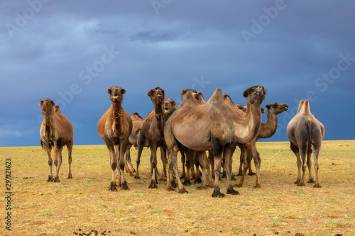 Group camels in steppe under storm clouds sky  Mongolia