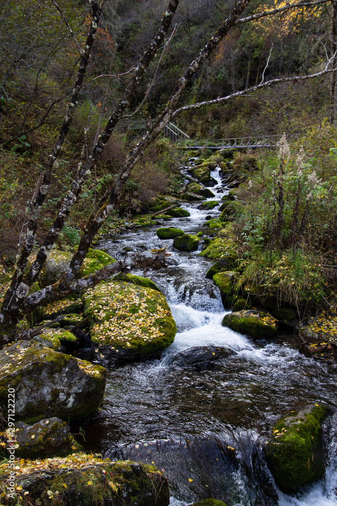mountain stream in the fores