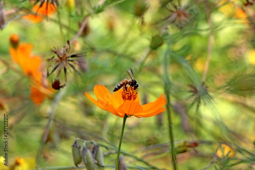 bee on flower  © sumit