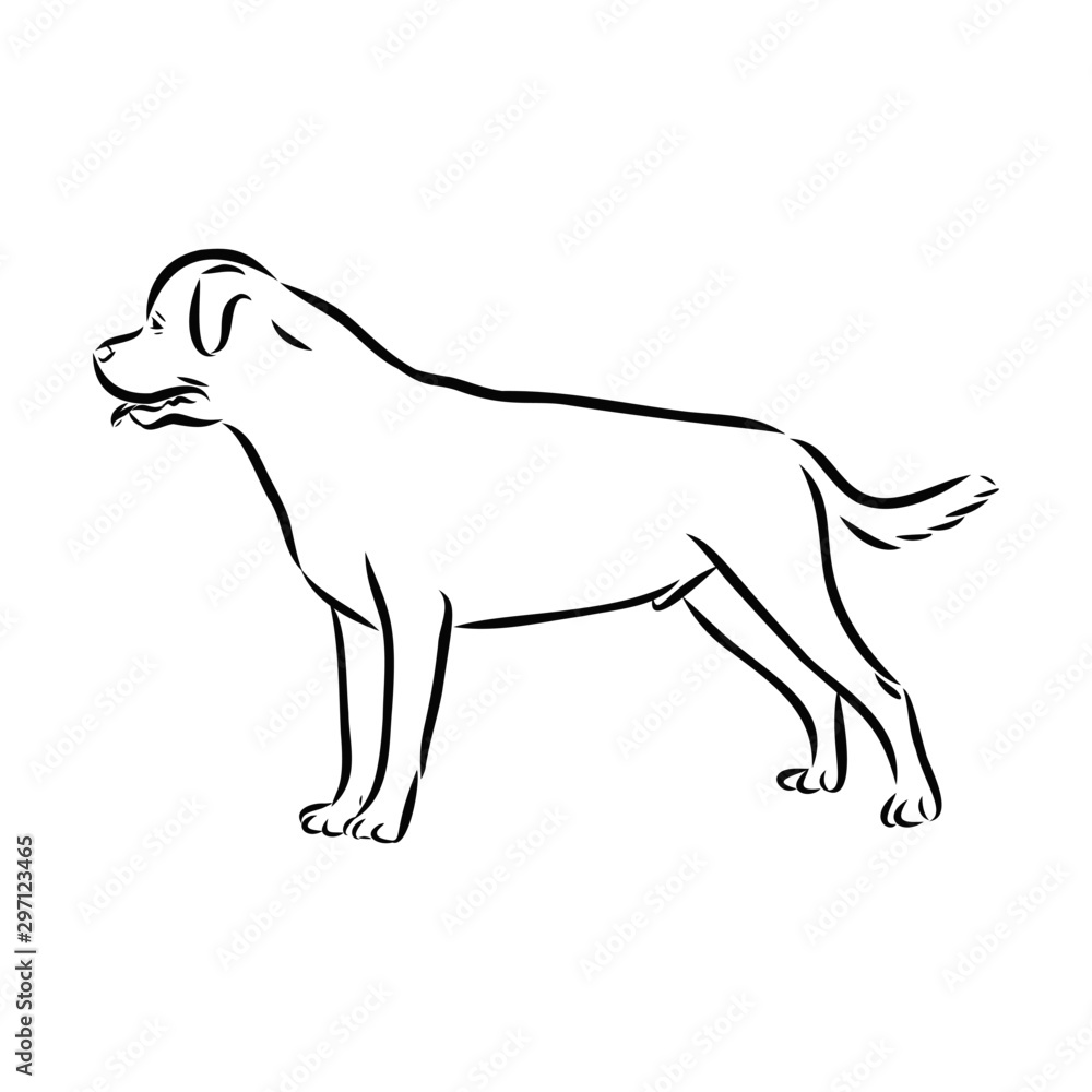 vector image of dog, Rottweiler 
