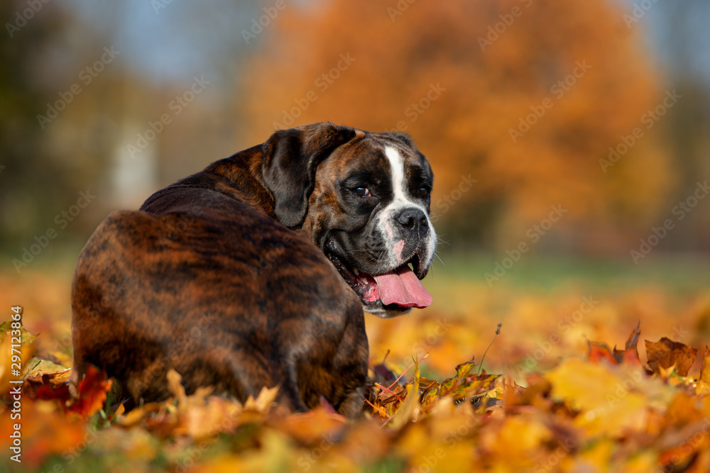 funny boxer dog portrait in autumn funny boxer dog portrait in autumn