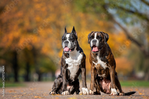 Photography two german boxer dogs sitting in the park together