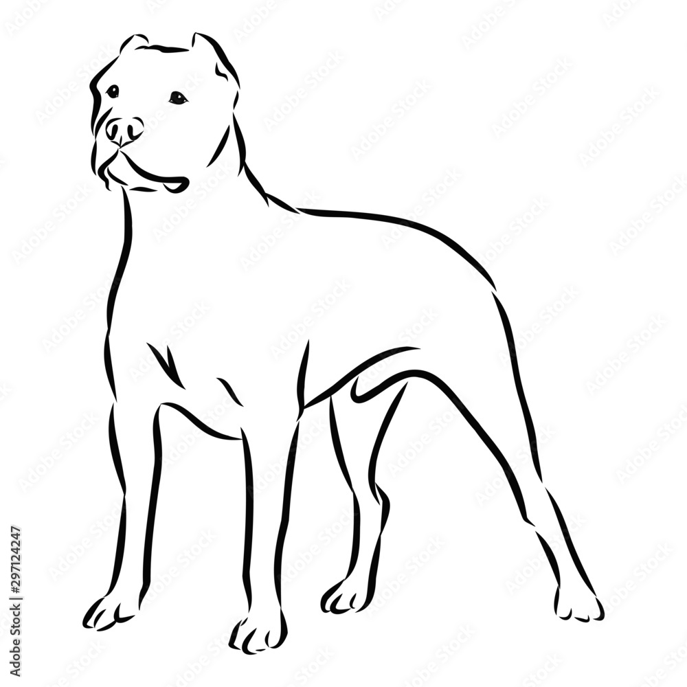 Obraz premium grafika wektorowa psa, szkic pit bull terrier