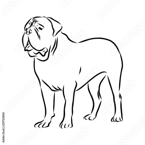 vector illustration of a dog, mastiff sketch 