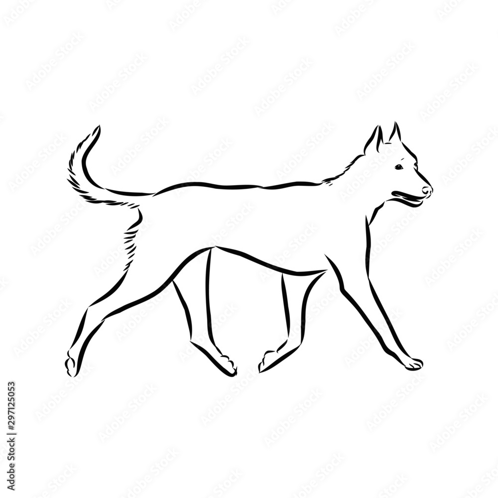 vector image of a dog