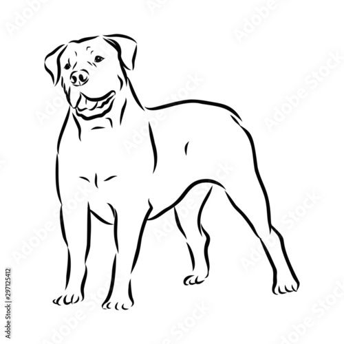 vector illustration of a dog mastiff 