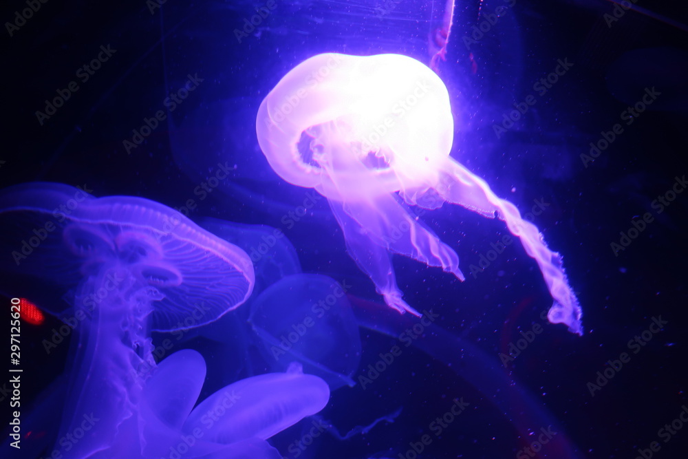 Naklejka premium Puple Jellyfish