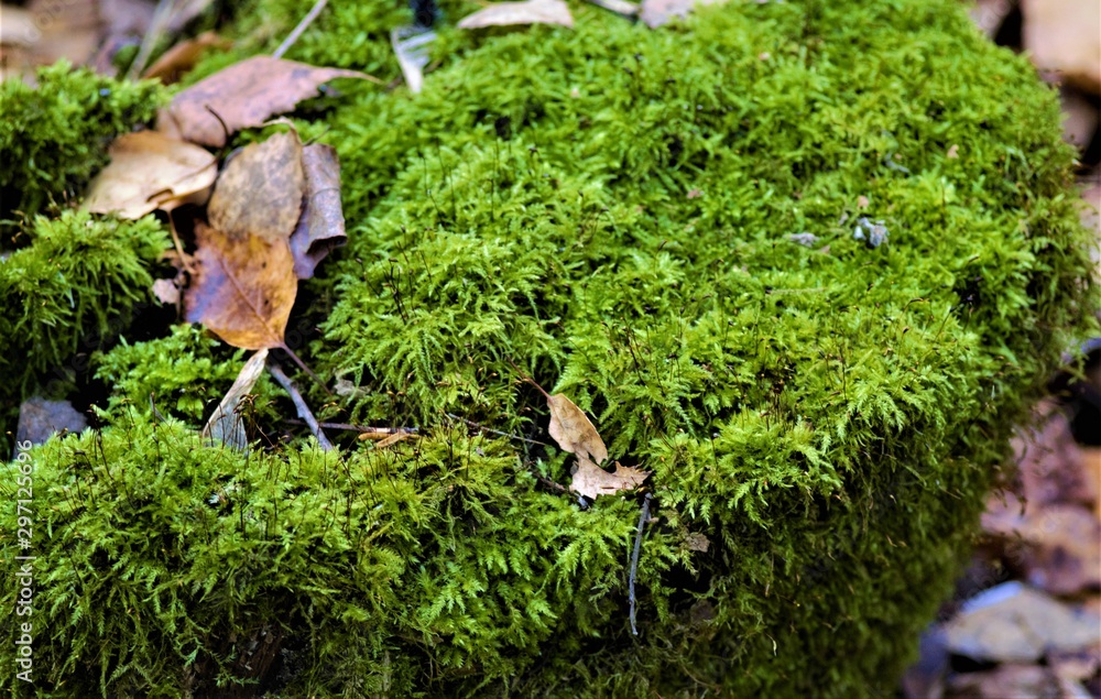 green moss close-up, natural background and texture green moss close-up, natural background and texture