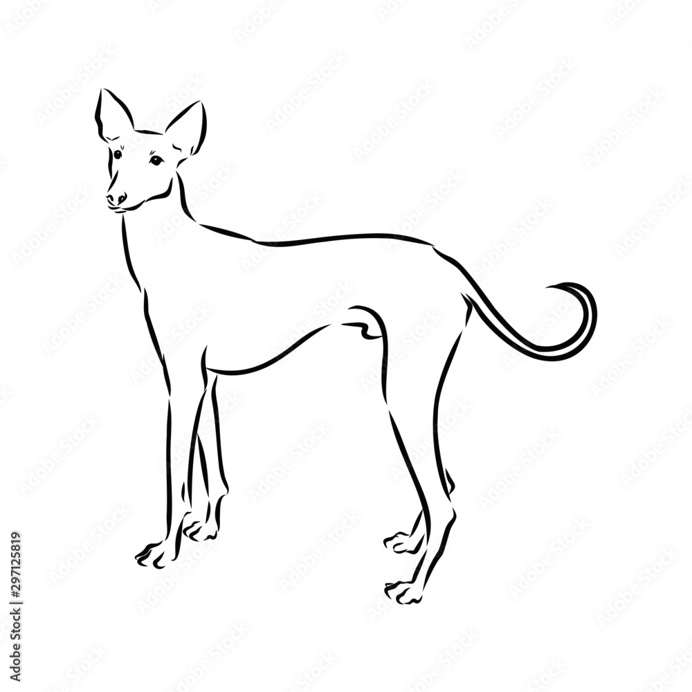 vector illustration of dog, chippiparai sketch
