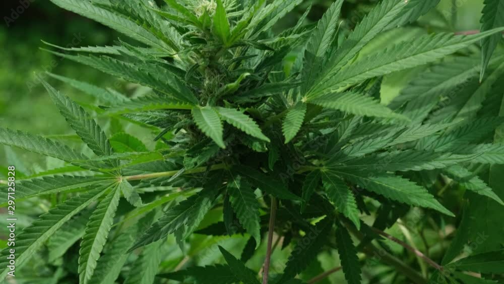 Hemp or CBD Oil production with cannabis plants grown for fiber production and medicinal oils in Asheville, North Carolina Hemp or CBD Oil production with cannabis plants grown for fiber production and medicinal oils in Asheville, North Carolina