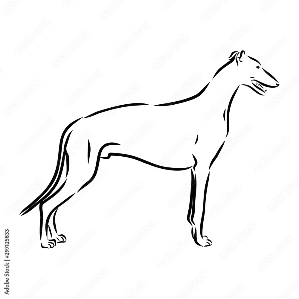Obraz premium vector illustration of a dog, greyhound sketch 