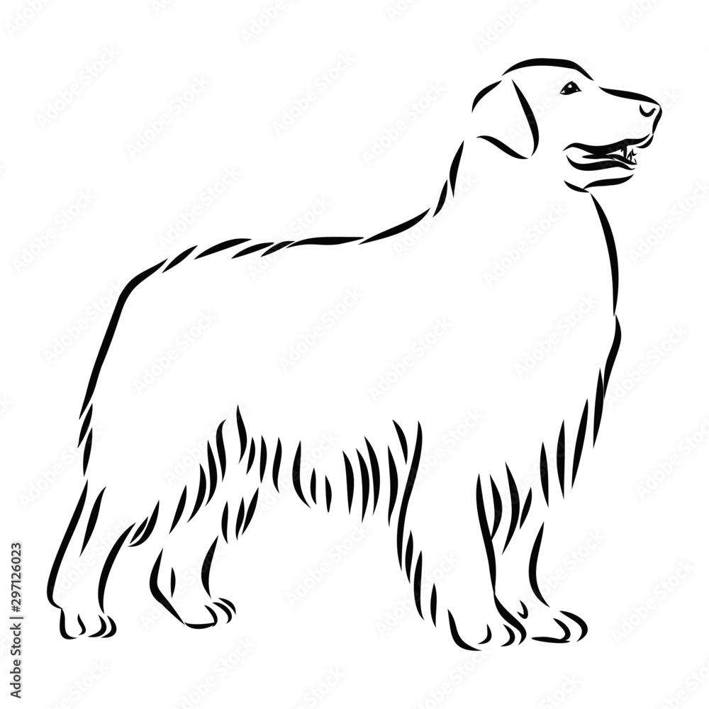 Fototapeta premium vector illustration of a dog, golden retriever sketch 