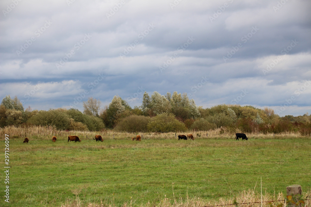 Heck cattle on a meadow with rain clouds in the background Heck cattle on a meadow with rain clouds in the background