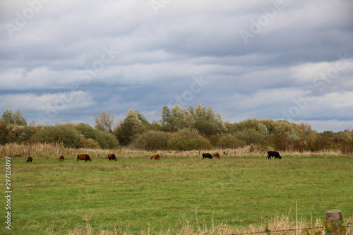 Heck cattle on a meadow with rain clouds in the background