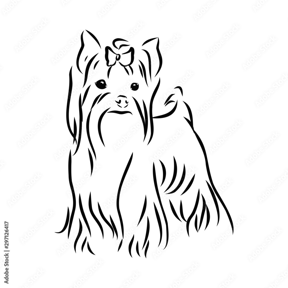 vector image of a dog, Yorkshire terrier, contour vector illustration 
