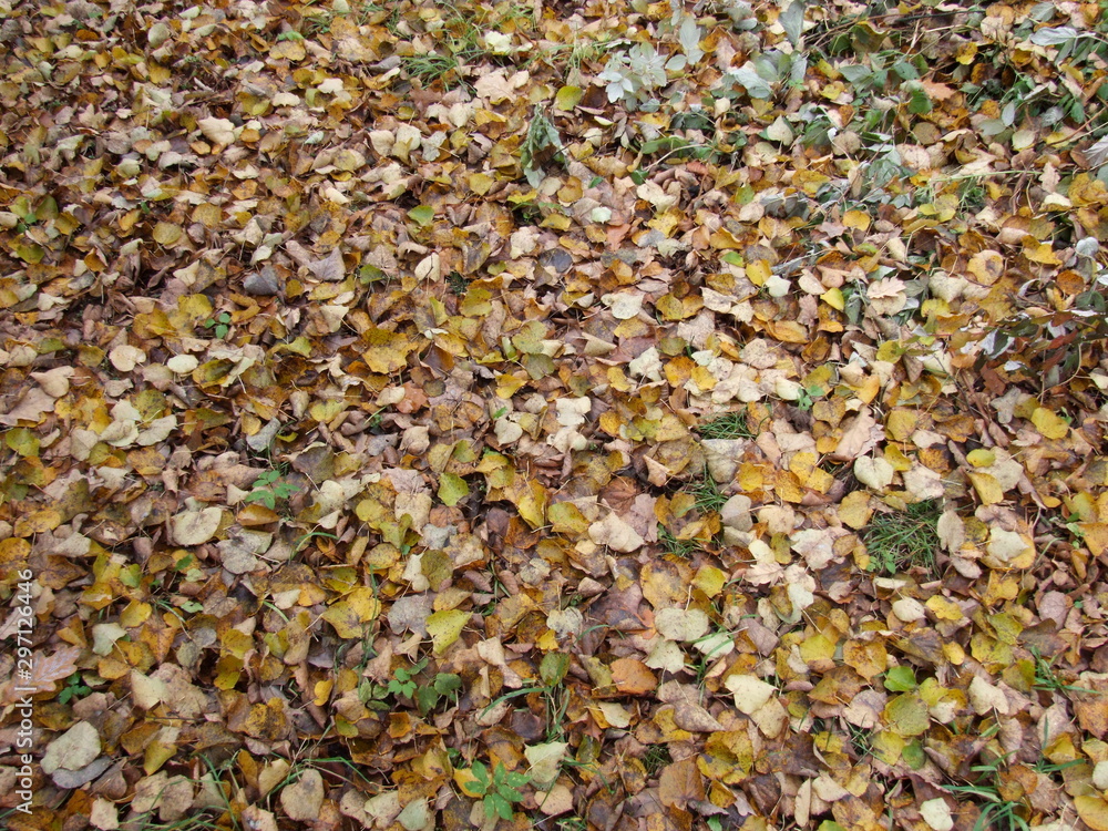 autumn yellow leaves on the ground autumn yellow leaves on the ground