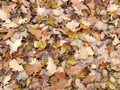 autumn yellow leaves on the ground © Lumatis