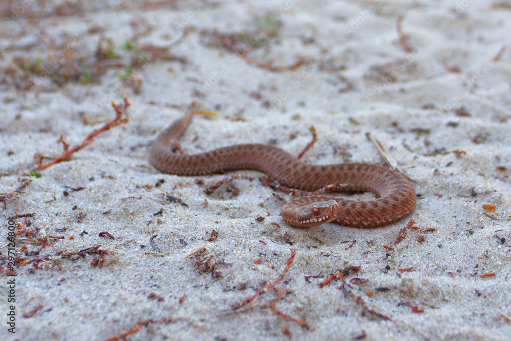 Poisonous snake. The viper crawls on the sand. Poison Viper. Snake Cub. Young viper. Little