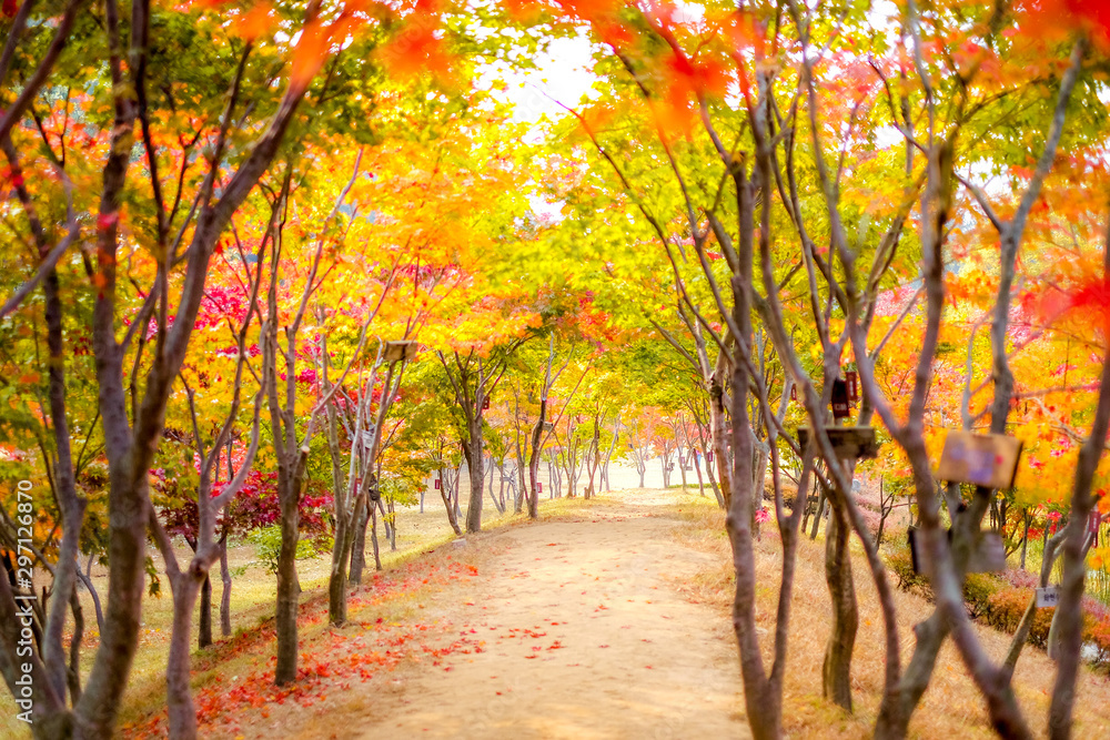 Naklejka premium Autumn tree ,maple tree with colorful autumn leaves, red orange yellow green maple leaves along pathway near the pond in Japanese garden,Japan