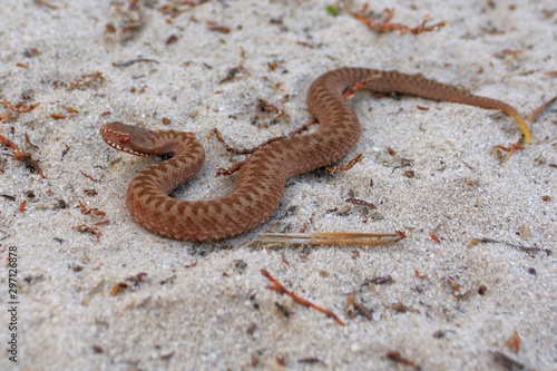 Poisonous snake. The viper crawls on the sand. Poison Viper. Snake Cub. Young viper. Little viper.