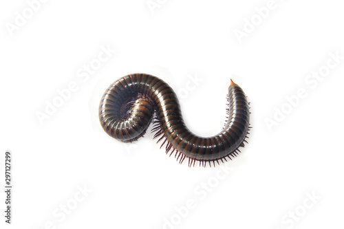 Millipede on a white background