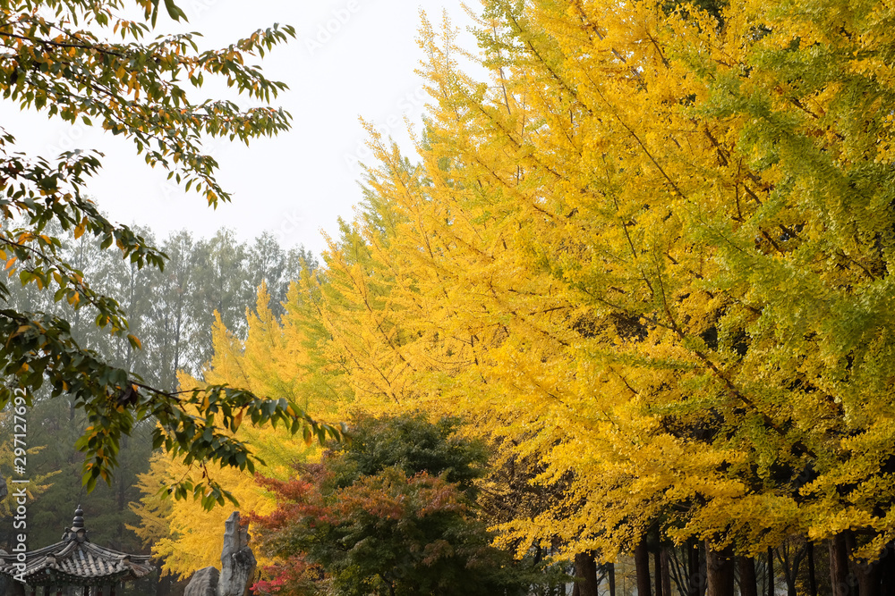 row of green and yellow colorful ginkgo biloba tree in autumn leaves