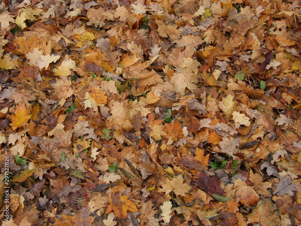 autumn yellow leaves on the ground autumn yellow leaves on the ground