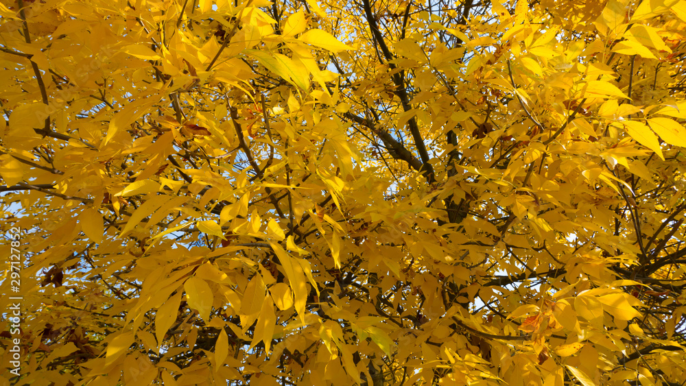 yellowed leaves on a tree in autumn yellowed leaves on a tree in autumn