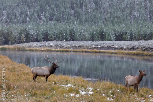 Wapiti deer in Yellostone National park USA