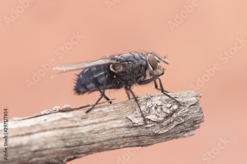 Calliphora vicina urban bluebottle blowfly fly metallic blue with black drawings on orange pink background