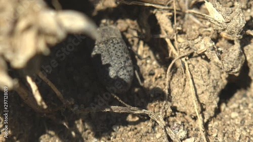 Alphitobius sp. (Tenebrioninae: Alphitobiini) Darkling beetle, gray colored chitin coating with rows of black dots along wings, hiding among ground photo