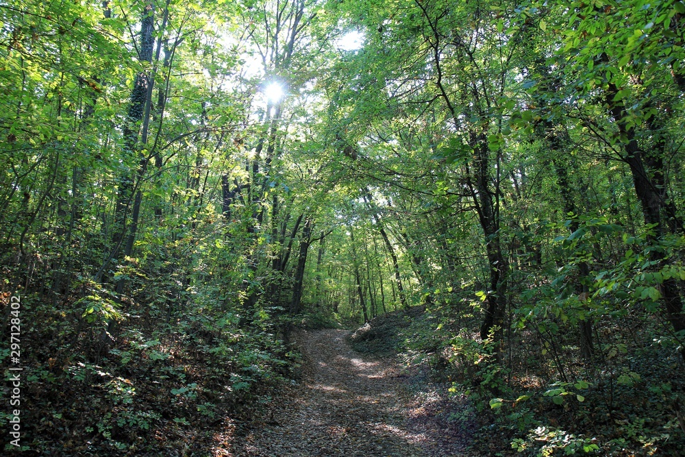 Forest in the vicinity of Varna (Bulgaria) in October Forest in the vicinity of Varna (Bulgaria) in October