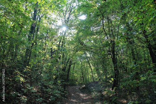 Forest in the vicinity of Varna  Bulgaria  in October
