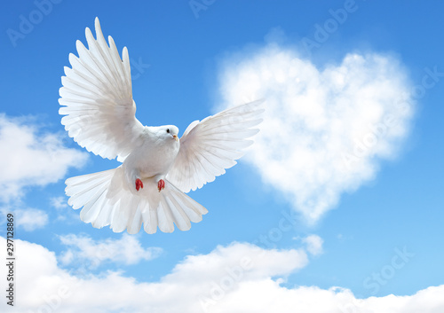 Dove in the air with wings wide open