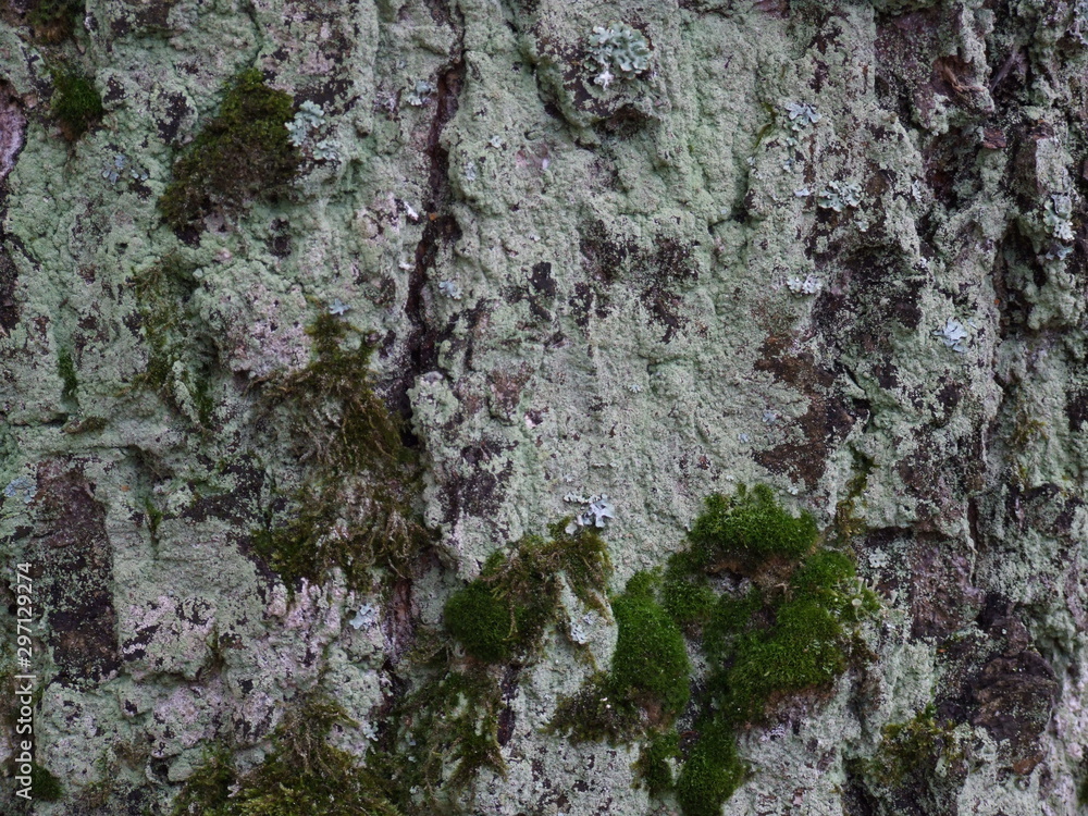 the bark of an old oak tree with moss the bark of an old oak tree with moss