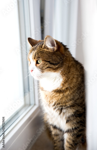 young brown white cat sitting by the window and see trouh the white curtains with green eyes