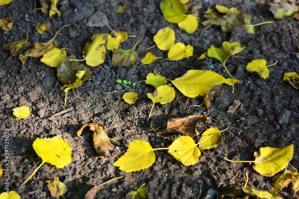 Autumn background with fallen dry, yellow leaves of an apricot tree and mulberry on wet soil, ground. Autumn background with fallen dry, yellow leaves of an apricot tree and mulberry on wet soil, ground.