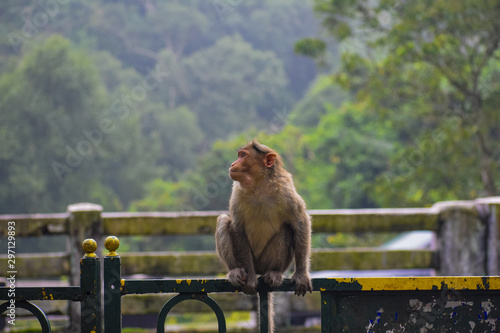 Monkeys on tourists place