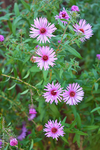 Beautiful and vibrant violet flowers of the september are tall with small buds  Virgin aster  New Belgian aster. Small and colorful flowers throughout the flower bush.