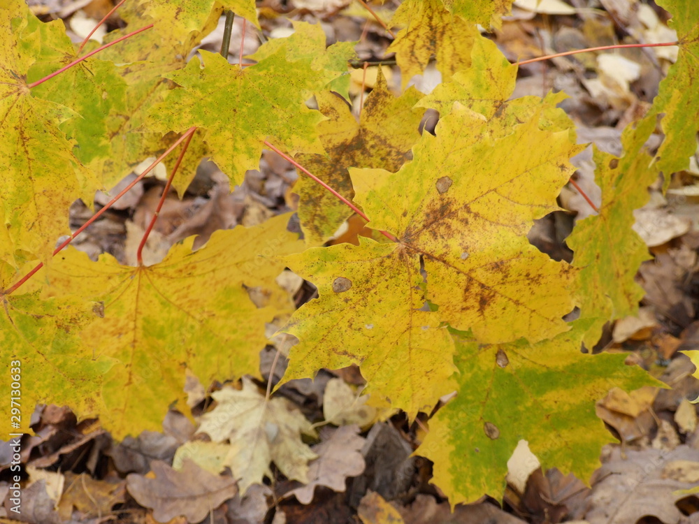 yellow autumn maple leaves