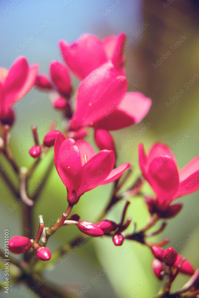 Fototapeta premium Pink flowers and buds in spring
