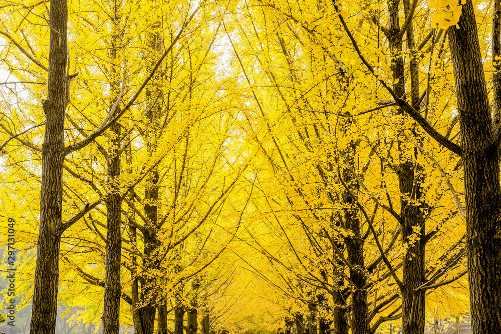 Row of yellow ginkgo biloba tree (Maidenhair Tree), Leaves of the ginkgo biloba (maidenhair tree) turn to golden in autumn season at Nami Island, Korea Row of yellow ginkgo biloba tree (Maidenhair Tree), Leaves of the ginkgo biloba (maidenhair tree) turn to golden in autumn season at Nami Island, Korea