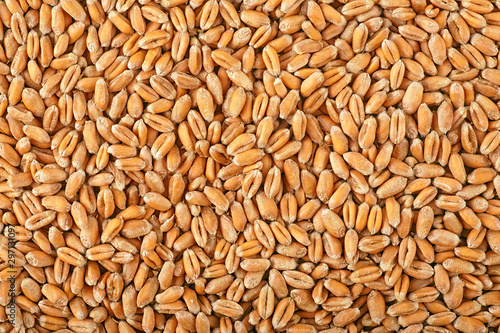 Wheat grain as background texture, top view.