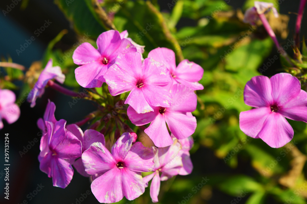 Bright and autumn purple phlox flowers in the sunlight, flame, phloxes. Very saturated colors with colorful lighting.