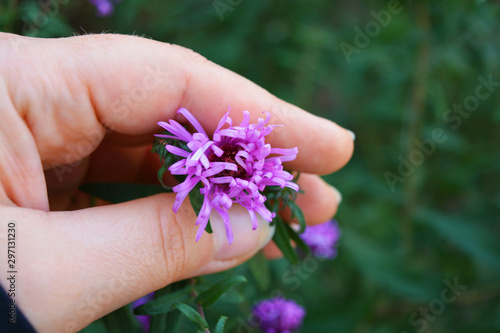 Bright and colorful bush with large purple flowers, Symphyotrichum novi-belgii, New York aster in a female hand.